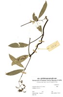 藏品(鱔藤)的圖片